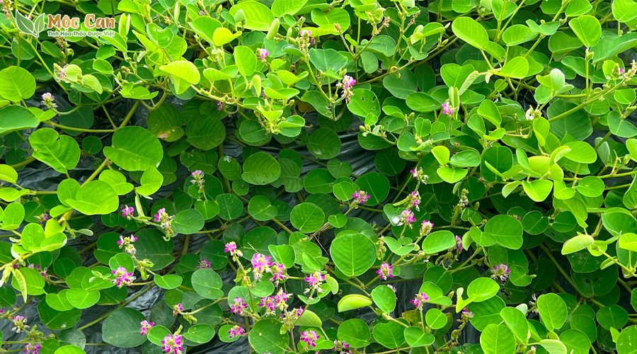 KIM TIỀN THẢO - KHẮC TINH CỦA BỆNH SỎI THẬN 1 KIM TIỀN THẢO - KHẮC TINH CỦA BỆNH SỎI THẬN 1