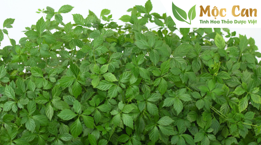 7 Tác dụng của giảo cổ lam trong hỗ trợ điều trị bệnh 2