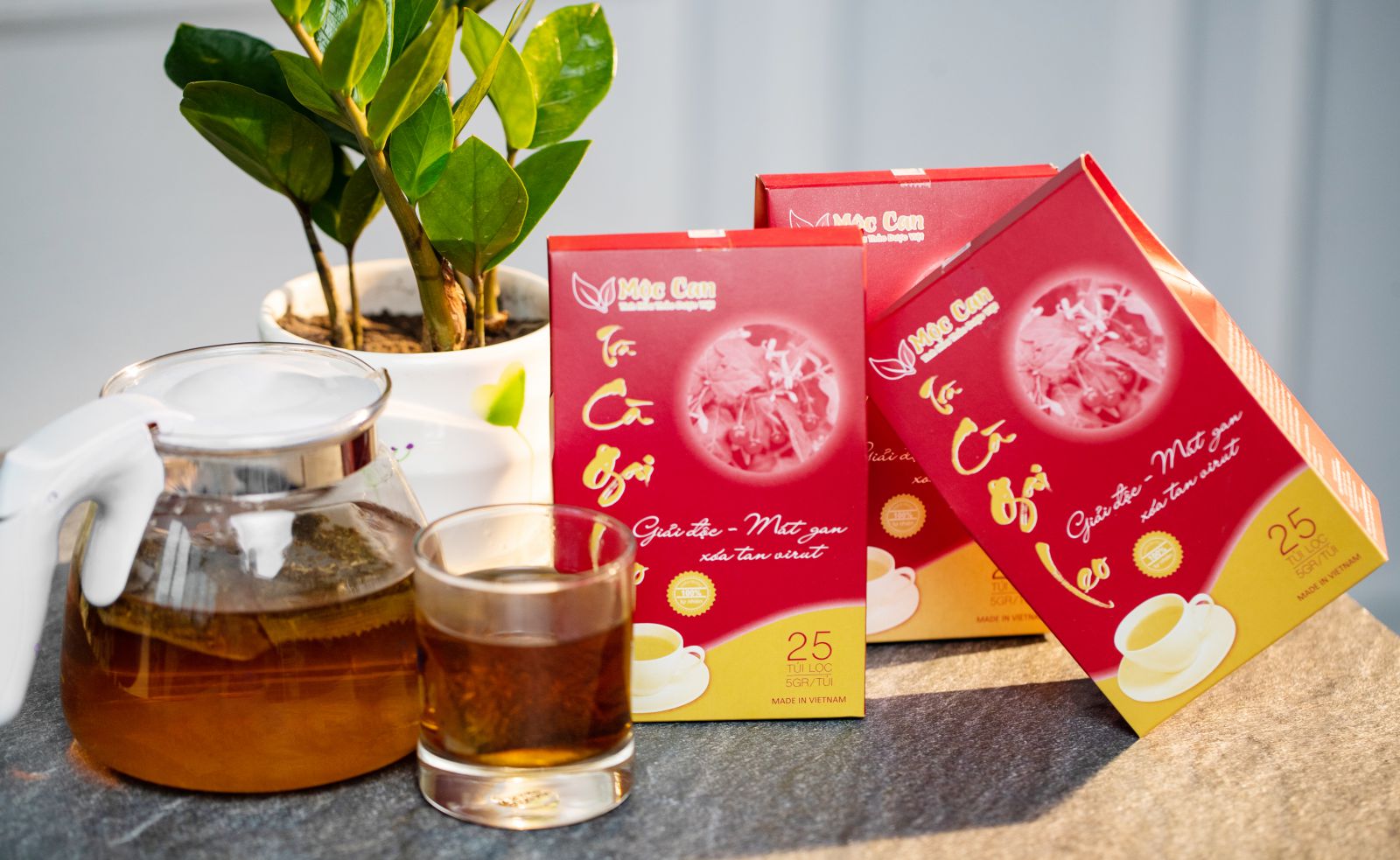 Cà gai leo chuẩn GACP - WHO là như thế nào? 3