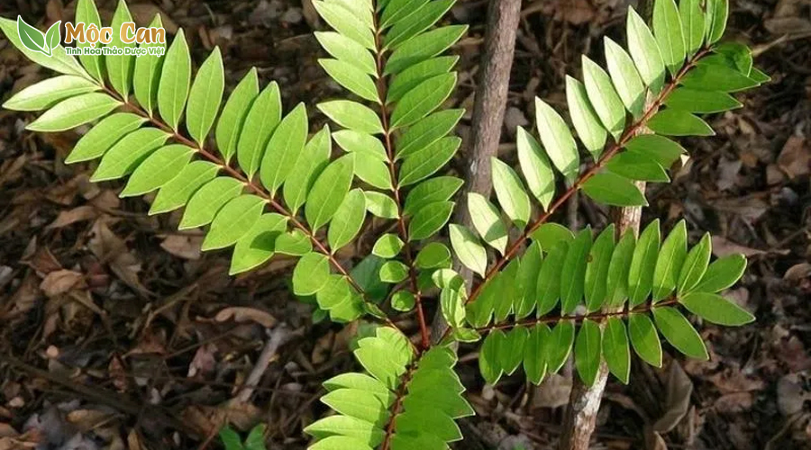 CÀ GAI LEO - MẬT NHÂN: SỰ KẾT HỢP VÀNG ĐẨY LÙI VIÊM GAN VIRUS 2